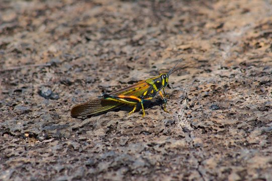 Entophobia Billeder – Gennemse 22 stockfotos, vektorer og videoer ...