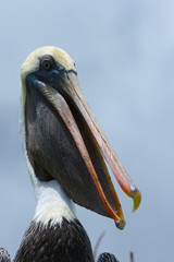 pelican's head