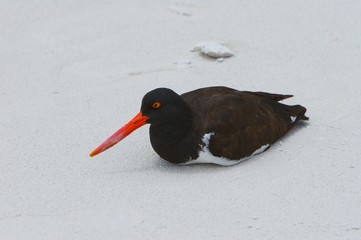 galapagos gull