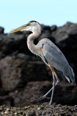 heron