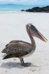 galapagos pelican