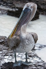 galapagos pelican