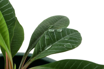 Obraz premium leaf and drops of water