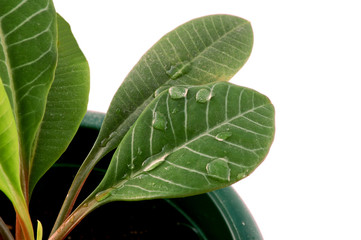 leaf and drops of water