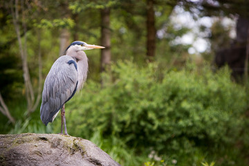 Blue Heron