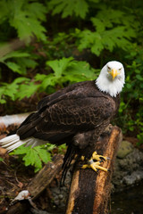 bald eagle