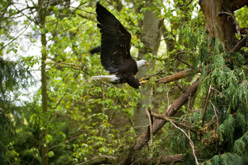 bald eagle