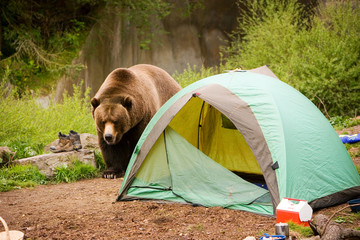 grizzly bear
