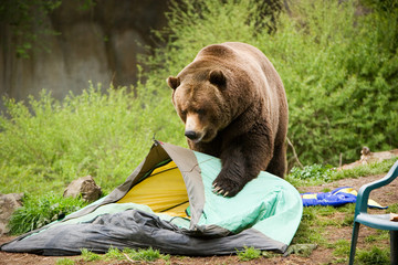 Grizzly Bear Camp
