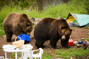 Grizzly Bears