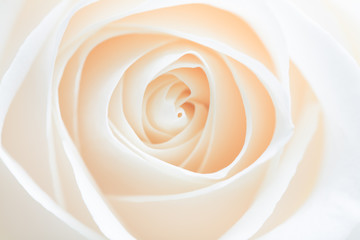 rose abstract