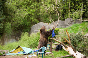Bear Camp © Mat Hayward