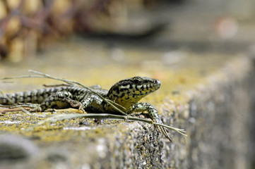 lézard