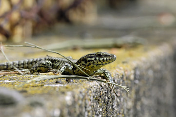 lézard