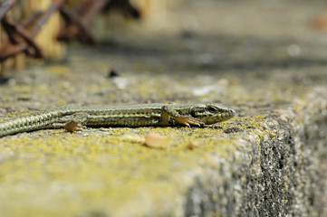 lézard
