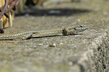 lézard