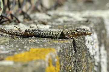 lézard