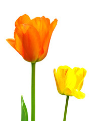 tulips  isolated on white