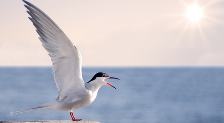 bird spread wings scream of joy at sun sea horizon