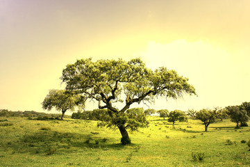 Fototapeta na wymiar field landscape with trees