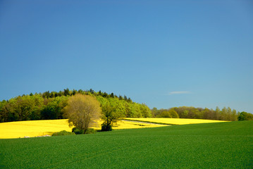 landschaft im frühling