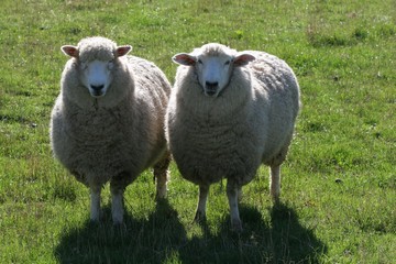 two sheep in green paddock