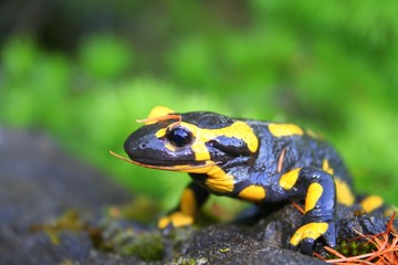 portrait salamandre