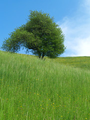 Fototapeta na wymiar view of a small tree