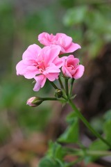 Obraz na płótnie Canvas delicate pink flowers
