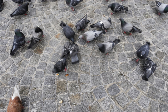 groupe de pigeons