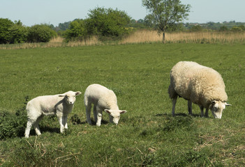 Obraz na płótnie Canvas twin lambs