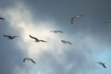 vol de mouettes © Greg
