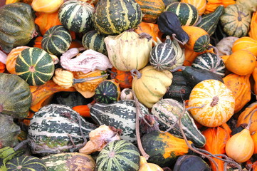 colorful gourds