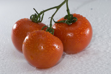 strauchtomaten