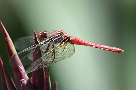 detailed red dragonfly on flower