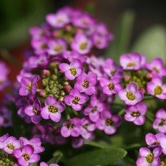 Obraz premium alyssum flowers