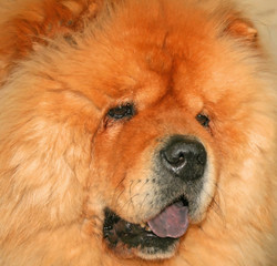 chow chow dog