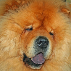 Fototapeta premium black/blue tongued chow chow