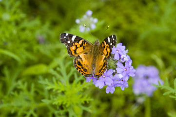 orange butterfly on purple flower