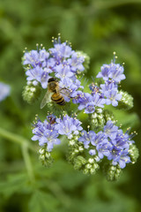 bee on blue flowers