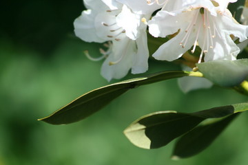 white rhododendrum flower