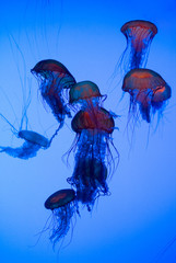 sea nettles
