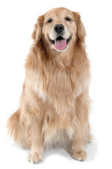 golden retriever sitting