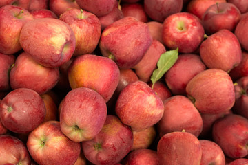harvest time for apples