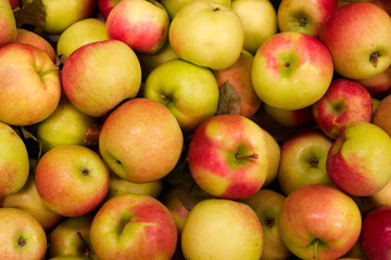 harvest time for apples