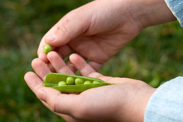 hands hold cracked pea pod