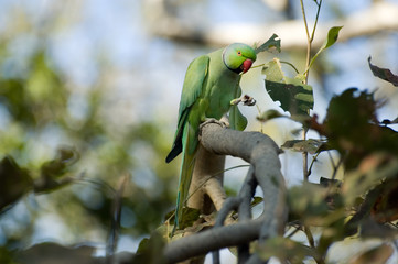 parakeet