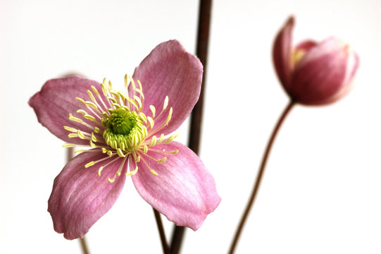 Clematis Montana Rubens