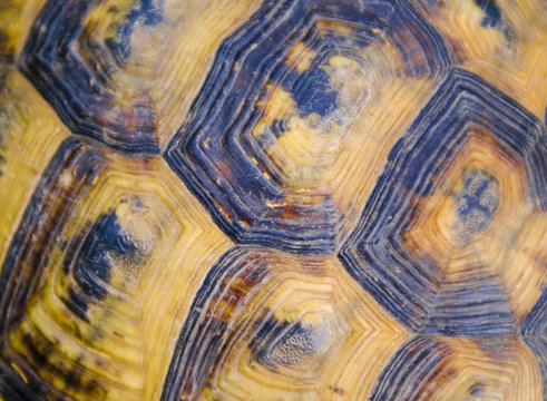 Turtle Shell Texture