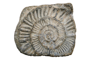 ammonite